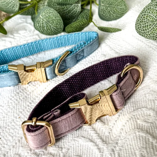 Pet Collars